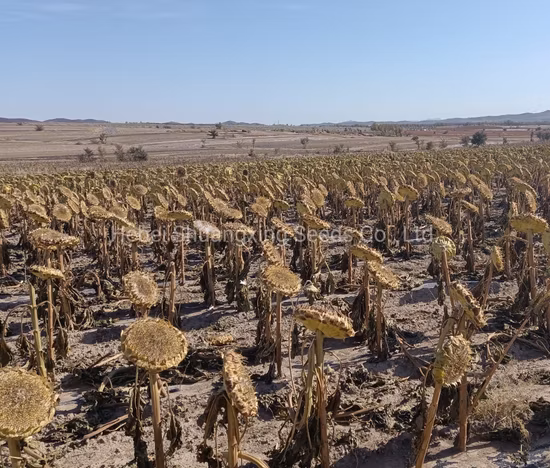 2021 Venta al por mayor de semillas de calabaza de Mongolia Interior Color blanco 10